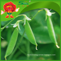 Frozen sugar snap peas from chinese supplier